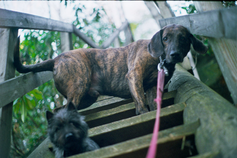 Pixel and Salley on stair ladder