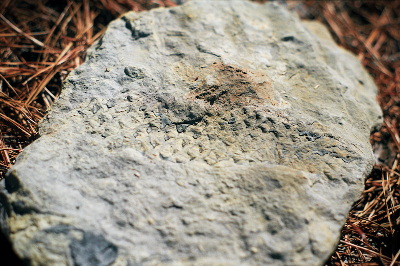 Fossil