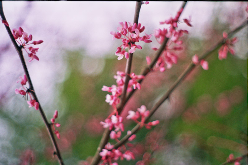 Redbuds