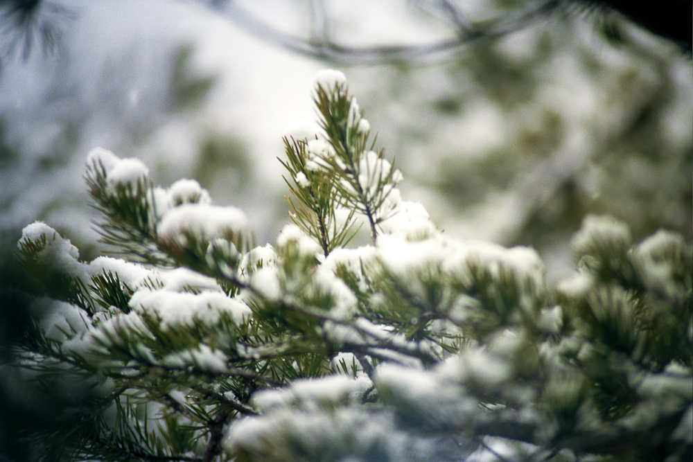 Snow Showers on Auxier Ridge