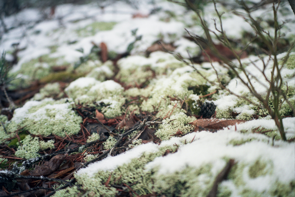 Snow Showers on Auxier Ridge