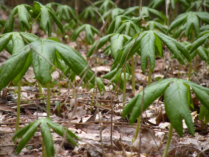 Mayapple