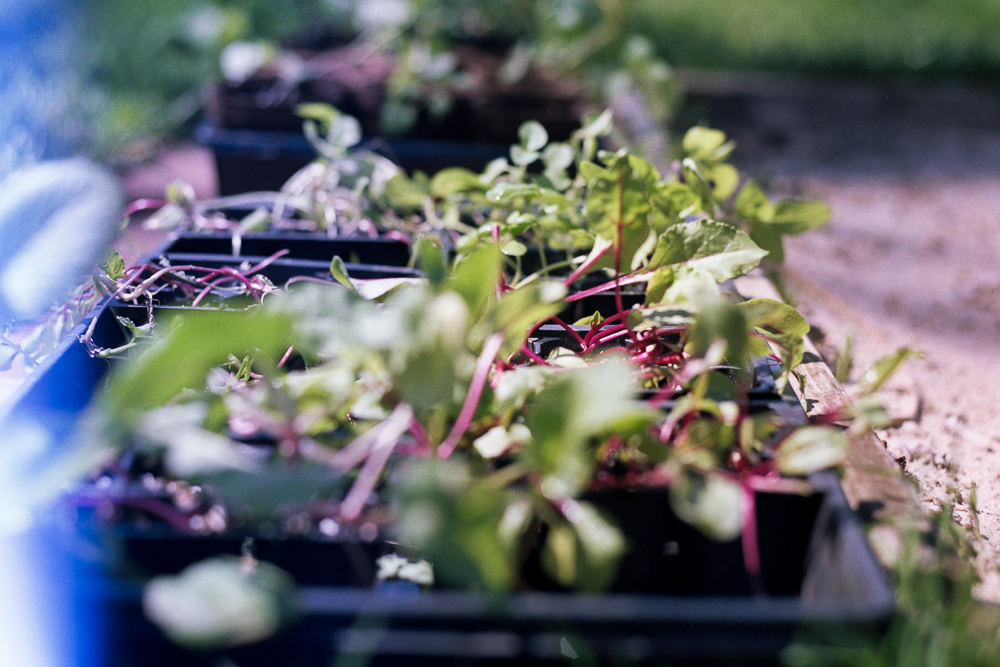 Beets and stuff