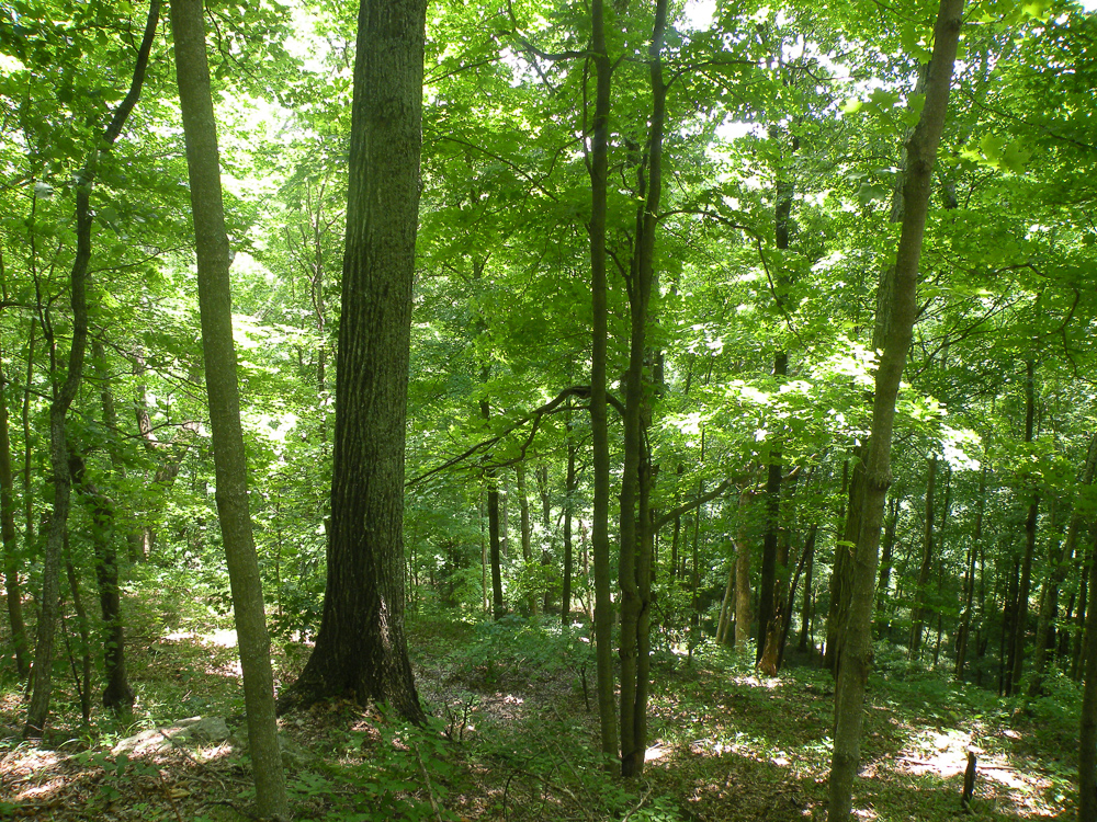 Woodland Trail