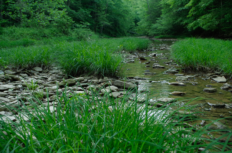 Upstream, Glady Creek