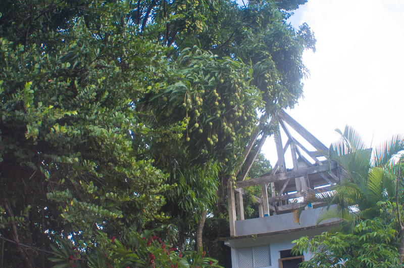 Fruits of the rain forest and the Old Machete Trail