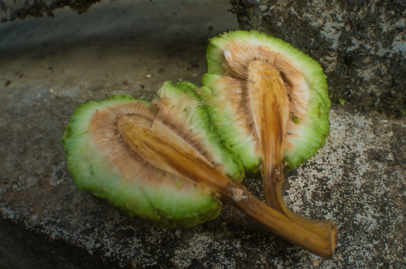 Fruits of the rain forest and the Old Machete Trail