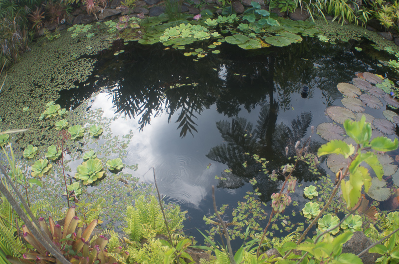 Fruits of the rain forest and the Old Machete Trail