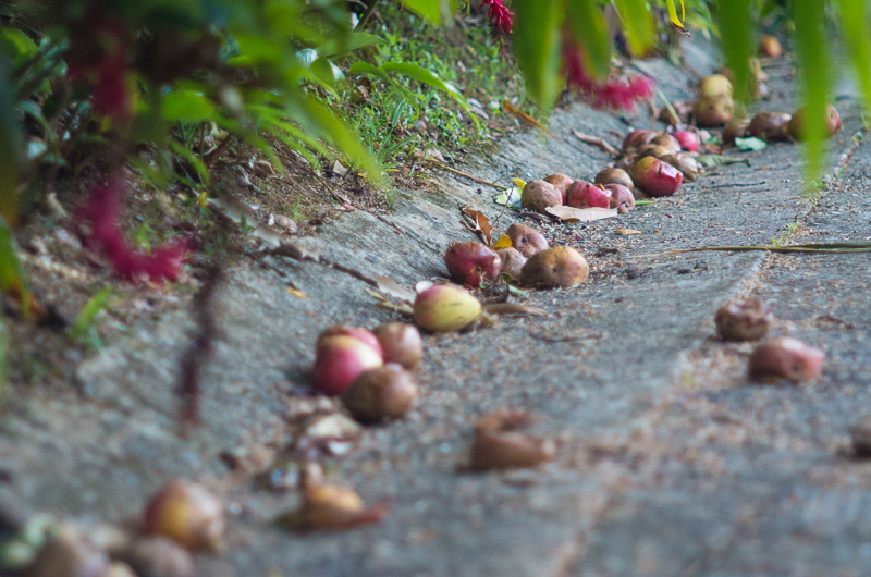 Fruits of the rain forest and the Old Machete Trail