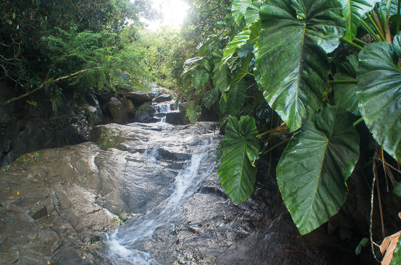 Fruits of the rain forest and the Old Machete Trail