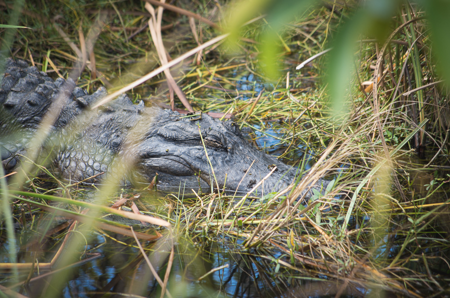 Everglades National Park