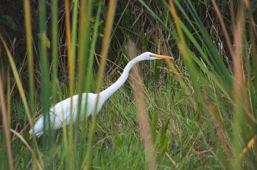 Everglades National Park