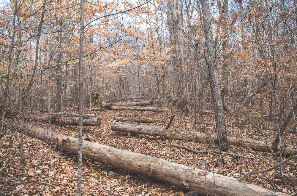 Pilot Knob trail