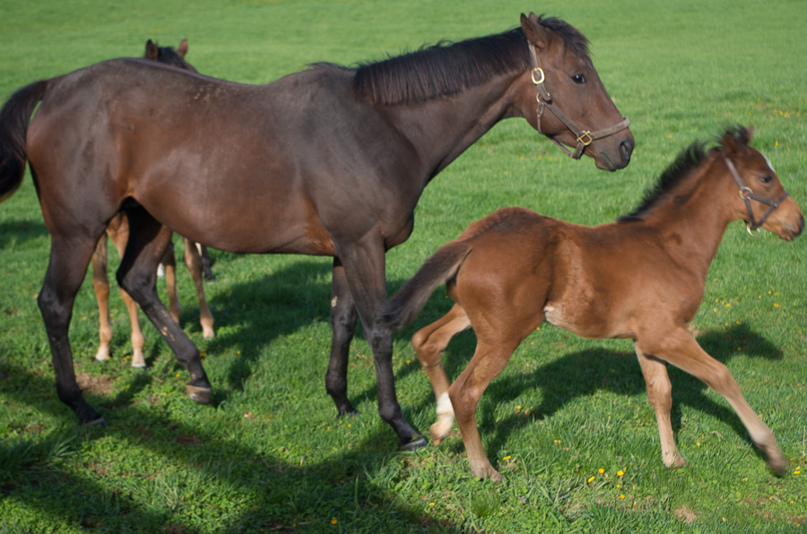 Foaling farm