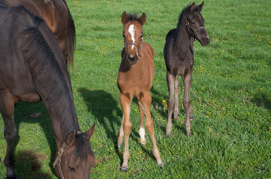 Foaling farm