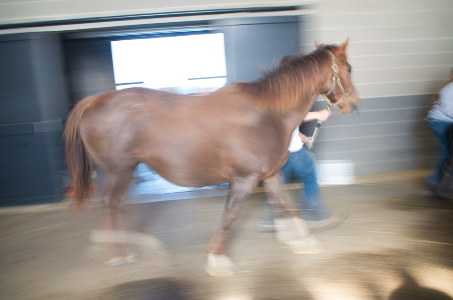 Foaling farm