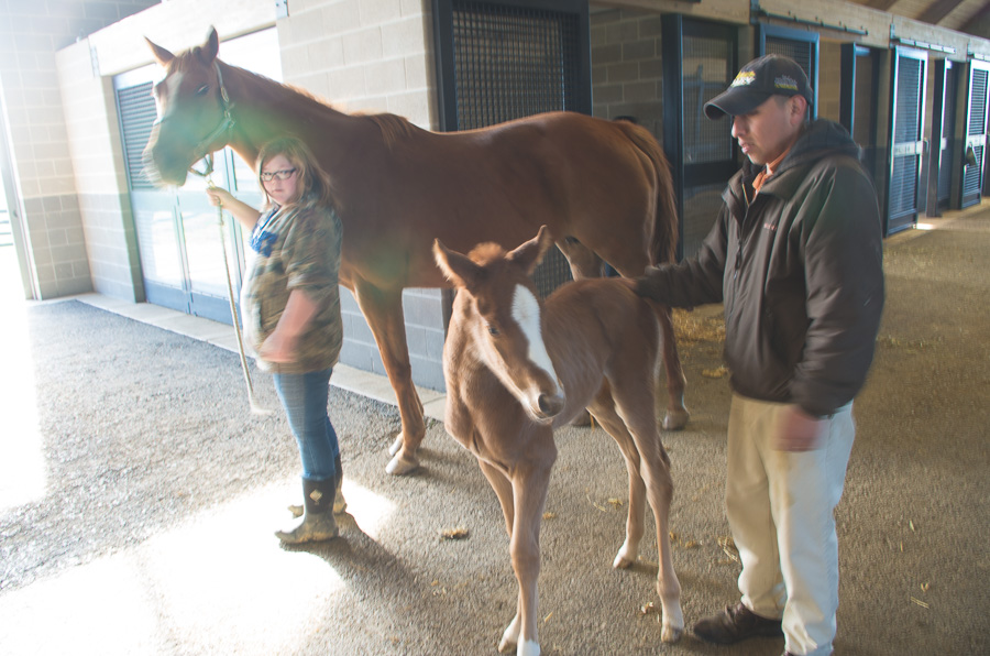 Foaling farm