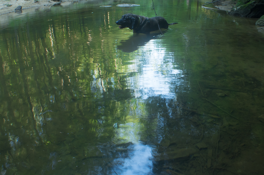 Swift Camp Creek