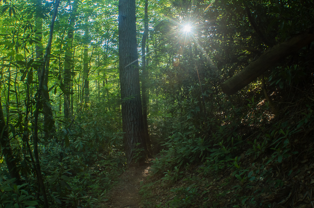 Swift Camp Creek